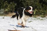 CAVALIER KING CHARLES 491
